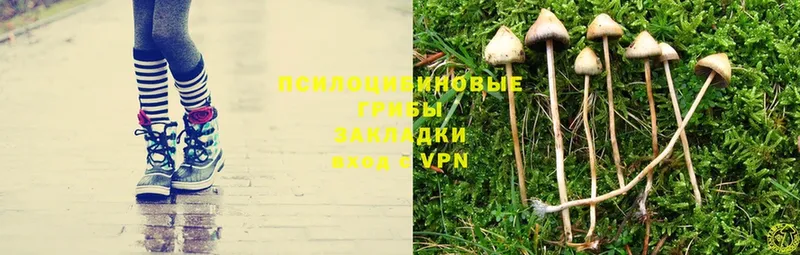 Галлюциногенные грибы Magic Shrooms  купить   Нарткала 